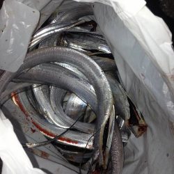 子供も喜ぶ15匹！！