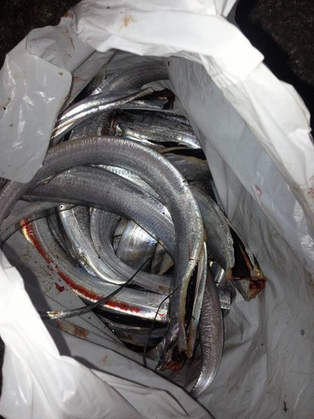 子供も喜ぶ15匹！！