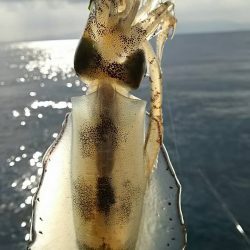 イカより人が…