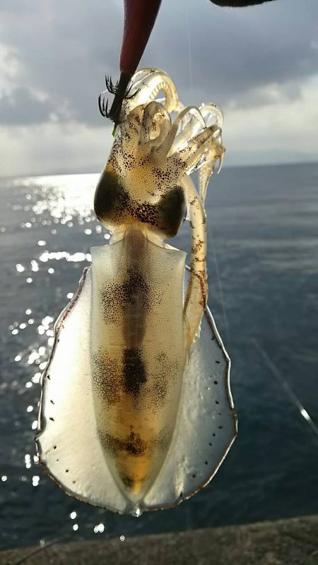 イカより人が…