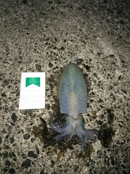 今年最多釣果！