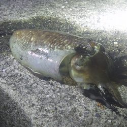 初のコウイカ！