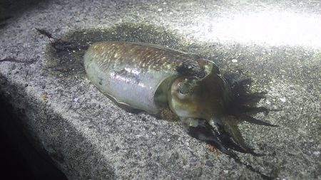 初のコウイカ！