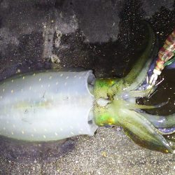 絶好調！　今日も釣れました☆