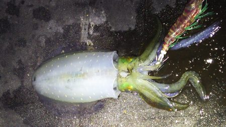 絶好調！　今日も釣れました☆