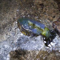 今日はいつもと違い明石港へヽ(^0^)ﾉ