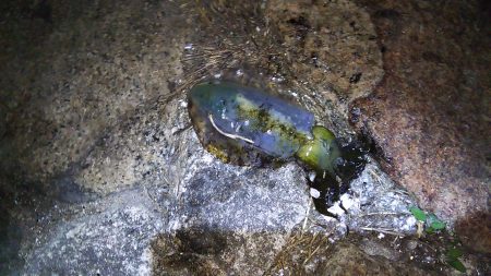 今日はいつもと違い明石港へヽ(^0^)ﾉ