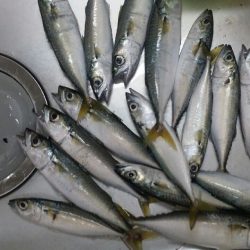 サバ！タチウオ！