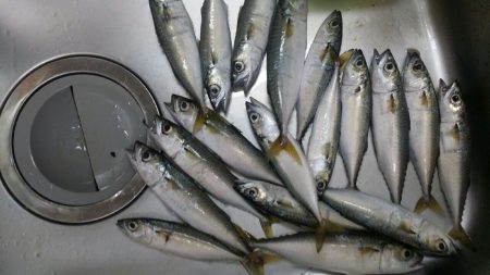 サバ！タチウオ！