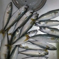 サバ！タチウオ！