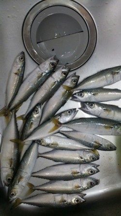 サバ！タチウオ！