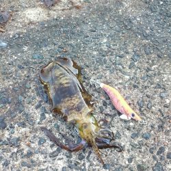 今週のアオリイカは!?