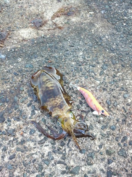 今週のアオリイカは!?