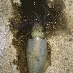 タチウオとアオリイカ