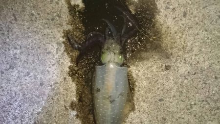 タチウオとアオリイカ