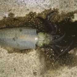 タチウオとアオリイカ