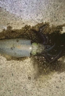 タチウオとアオリイカ