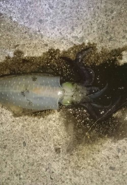 タチウオとアオリイカ