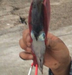 お気楽エギング！！