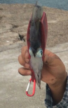 お気楽エギング！！