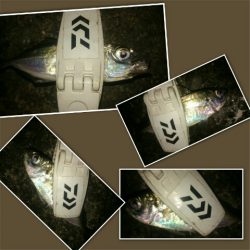 短時間アジング