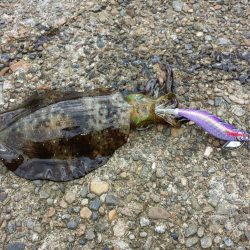 今年のイカは渋い。。。らしい。。。