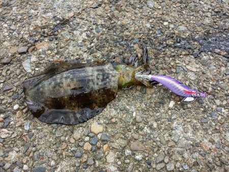 今年のイカは渋い。。。らしい。。。