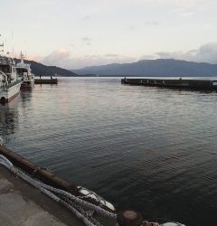 シーバスアオリイカ短時間調査