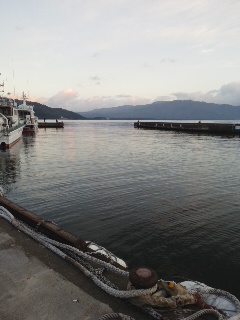 シーバスアオリイカ短時間調査