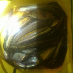 今年初物太刀魚