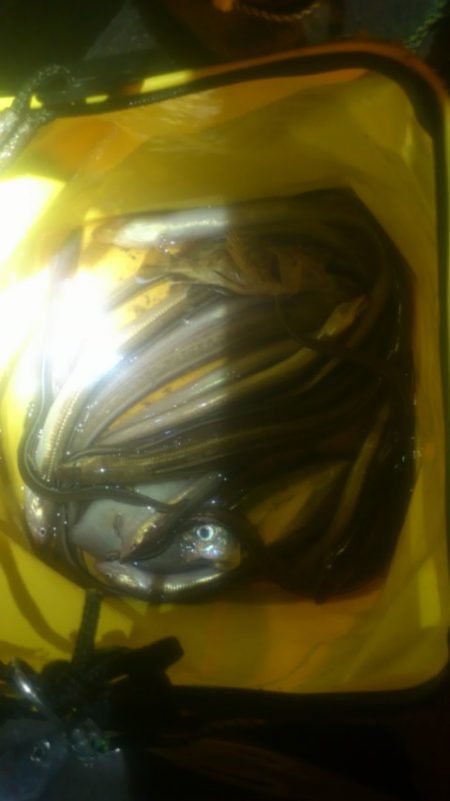 今年初物太刀魚