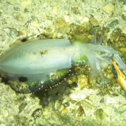 ナイターエギング