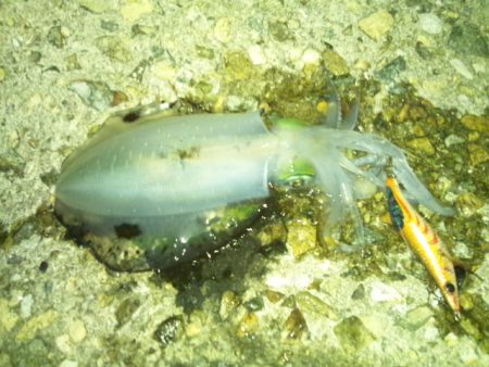 ナイターエギング