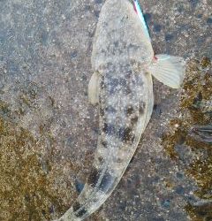 メタルマルにまさかのシャコ!!