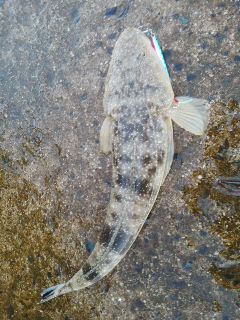 メタルマルにまさかのシャコ！！