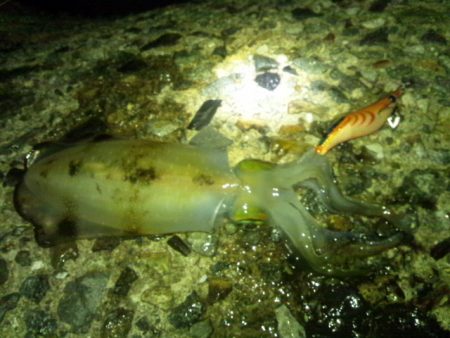 ナイターエギング