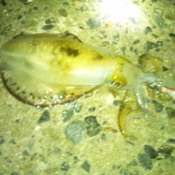 ナイターエギング