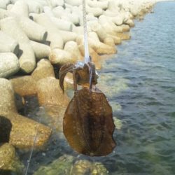 お昼休みにエギング