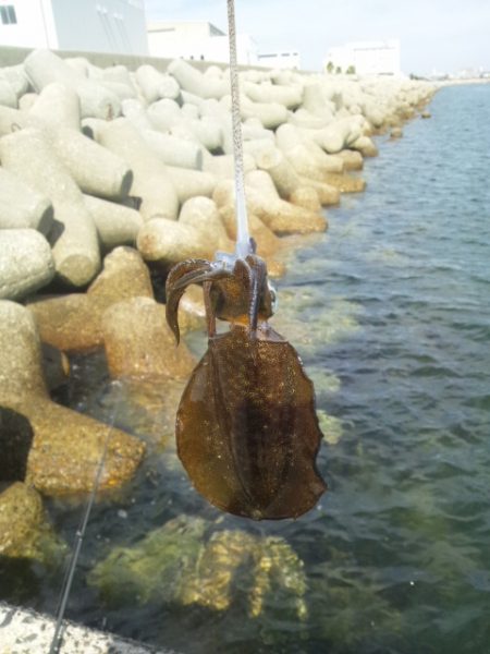 お昼休みにエギング