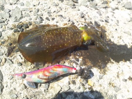 お昼休みにエギング