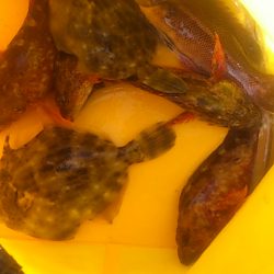 初めてタイと呼べるサイズかも…