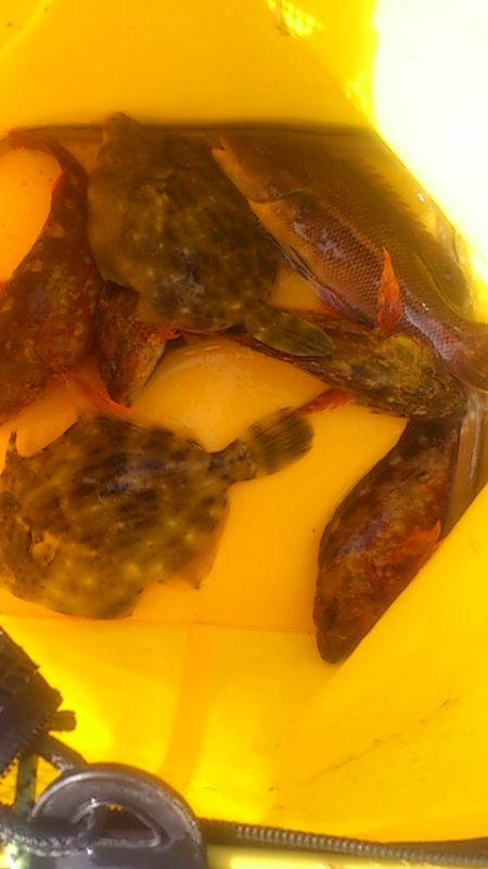 初めてタイと呼べるサイズかも…