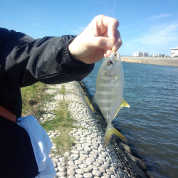 明石川でハゼ&メッキ