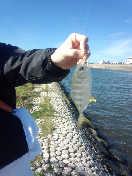 明石川でハゼ&メッキ