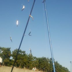 芦屋のタチウオ