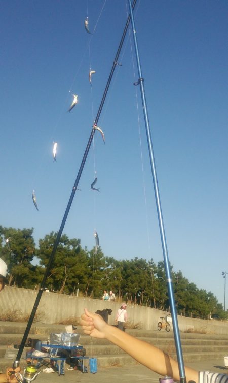 芦屋のタチウオ