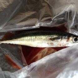 ショアジギング