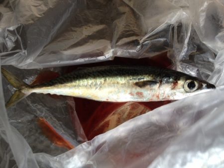 ショアジギング