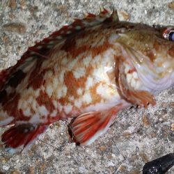 イワシの大群☆