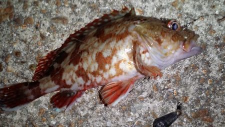 イワシの大群☆